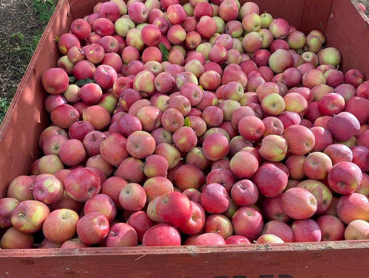 And that’s a wrap 2022 season is done!  A late season for sure. #bcapples #harvestcomplete #canadianfarmers