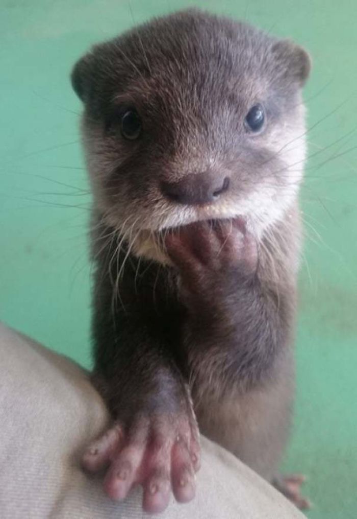 Otter(s) an Hour tweet media