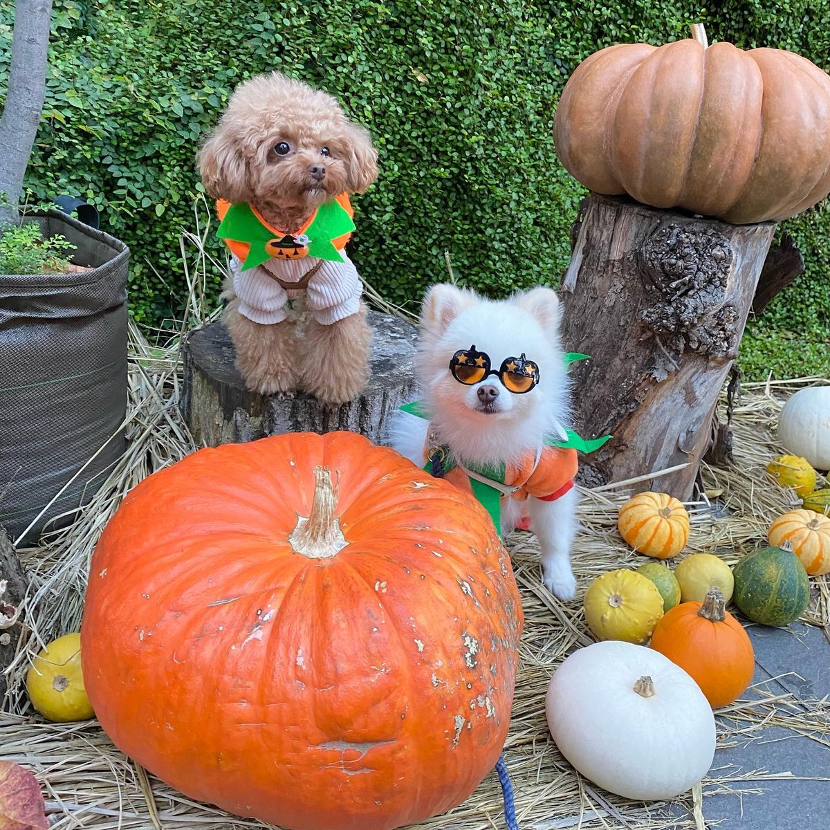 SHEIN_Japan's tweet photo. ハッピーハロウィン!👻🎃😈
IG:comarugram
#愛犬 #いぬすたぐらむ #ふわもこ部 #短足部 #犬のいる暮らし #犬好きな人と繋がりたい #もふもふ #puppy #petstagram #petsin #ペッツイン #ハロウィン #halloween https://t.co/M1pqoOuOaW