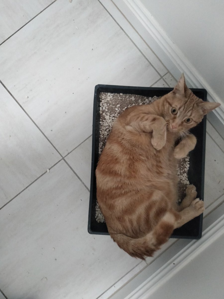 As soon as I change the tray this is what Fergus does! WHY?