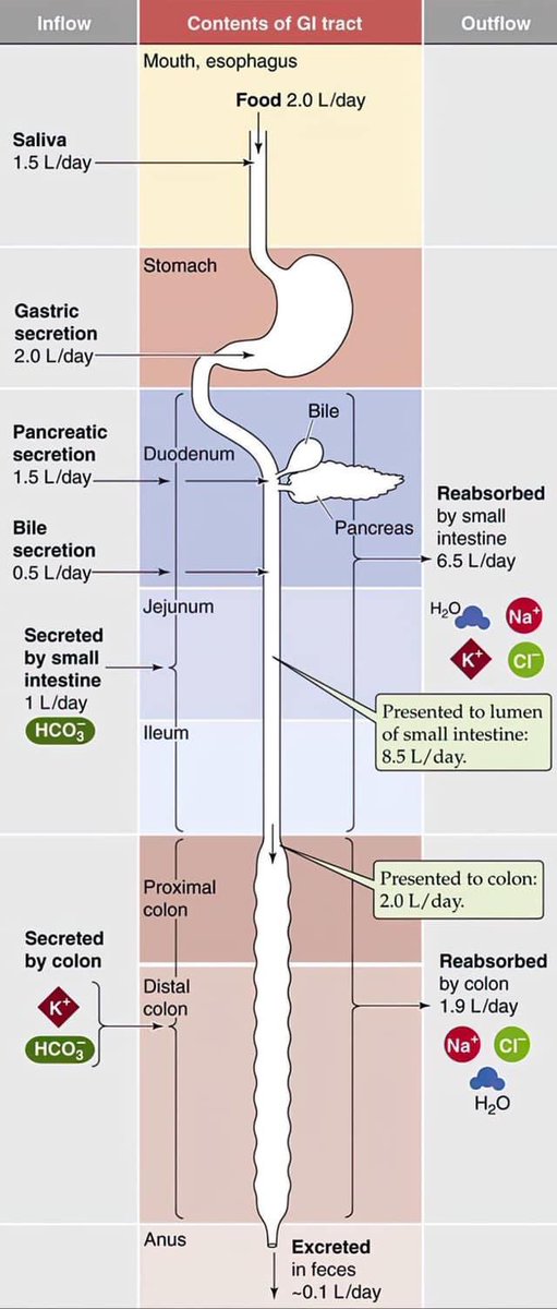 👉Regulación de líquidos en el tracto gastrointestinal