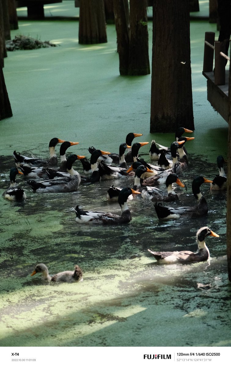 是大饼饼饼饼饼呀🧡 on Twitter: "去青山湖一定要拍的就是这群鸭子🦆"