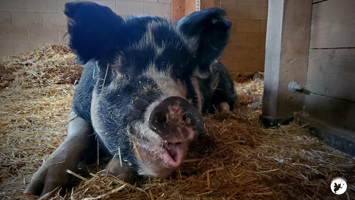 Everyone is going to bed with bellies full of pumpkins.  Good night and sweet dreams from Oxana.  

#HEEFS #HappilyEverEstherFarmSanctuary