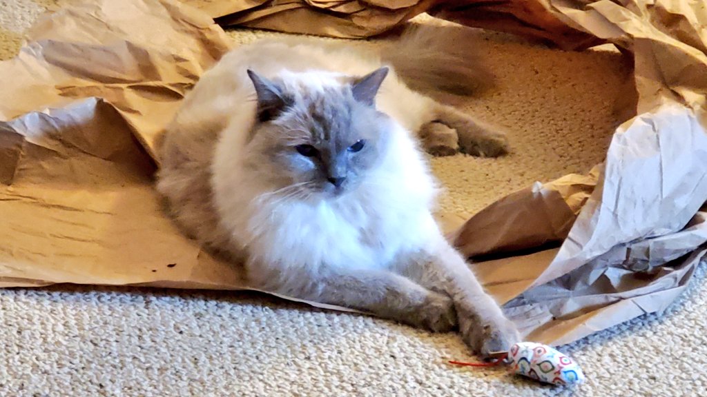 Does Your Cat? tweet media