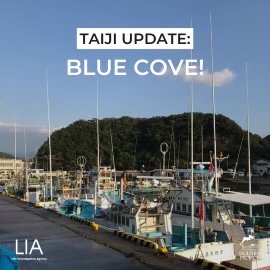 Dolphin_Project's tweet image. TAIJI: The hunters have returned empty handed again today.  Blue Cove.  October 31, 2022 #DolphinProject Life Investigation Agency　（LIA）