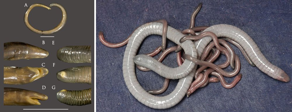 pierrekerner's tweet photo. [SSAFT Flashback] Pour tout savoir sur les cécilies (des amphibiens sans pattes) direction @TetZoo  https://t.co/b8SufV3UUn
Et ensuite révisez vos classiques sur #SSAFT https://t.co/MEG5k3dRqB https://t.co/yKN2hckxhh