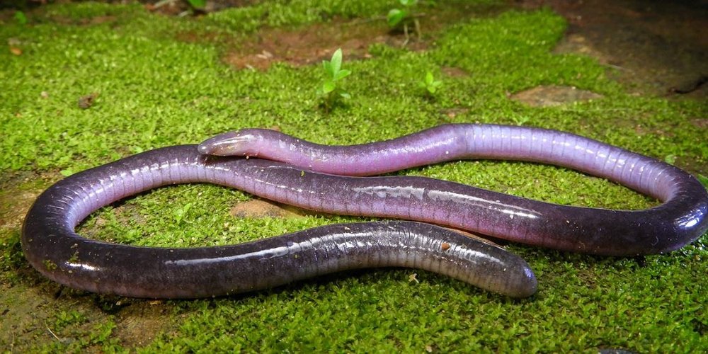 pierrekerner's tweet photo. [SSAFT Flashback] Pour tout savoir sur les cécilies (des amphibiens sans pattes) direction @TetZoo  https://t.co/b8SufV3UUn
Et ensuite révisez vos classiques sur #SSAFT https://t.co/MEG5k3dRqB https://t.co/yKN2hckxhh