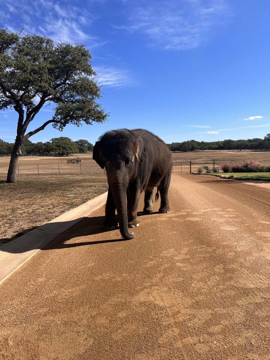 amzingly_me's tweet photo. Dream Come True 💜🐘 https://t.co/sFUv0iZHji