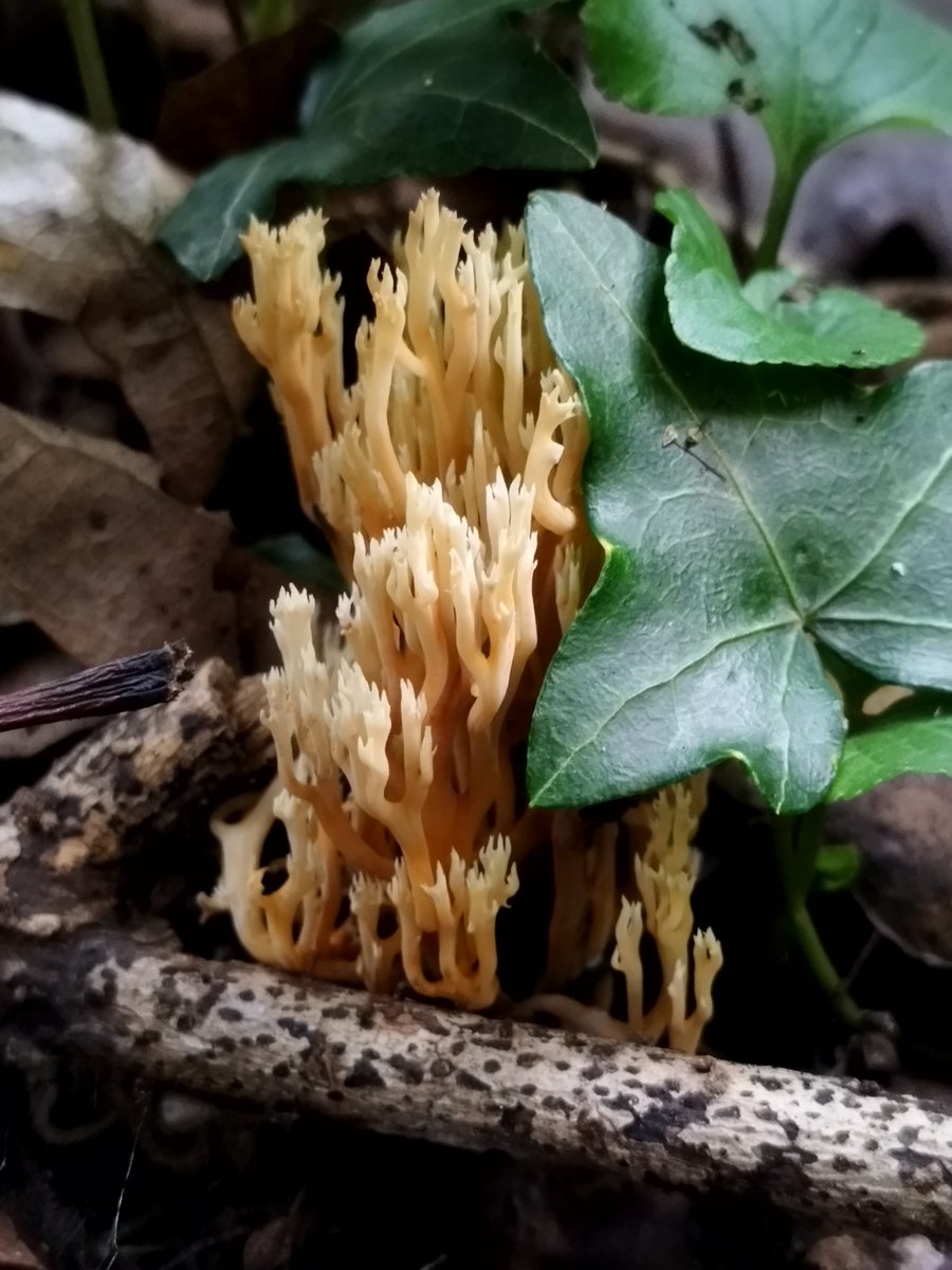 masetticristina's tweet photo. Beautiful but dangerous #Ramaria #fungus #Mycology https://t.co/pe0ZoPpSXX
