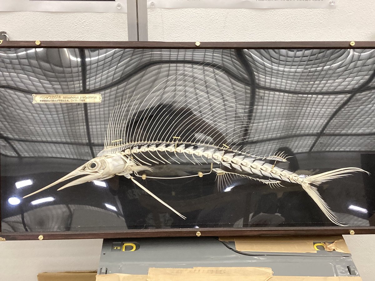 素人魂 @osakanabanashi さんの バショウカジキの骨格標本！ ちっさい