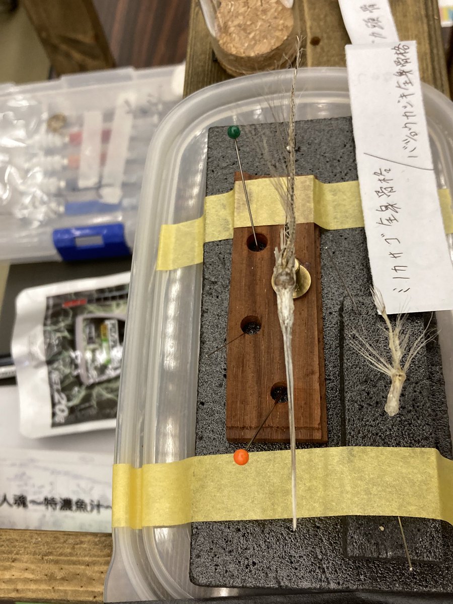 【レア】バショウカジキ幼魚 エタノール標本 素人魂 @osakanabanashi さんの バショウカジキの骨格標本！ ちっさい