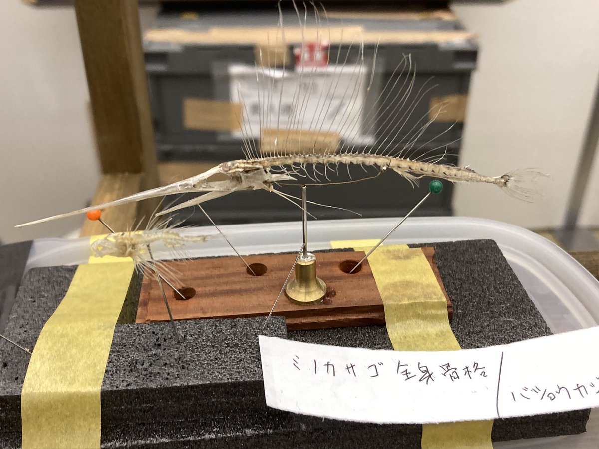 素人魂 @osakanabanashi さんの バショウカジキの骨格標本！ ちっさい