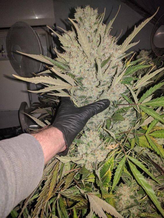 Afghani 
👉🏻high420.shop