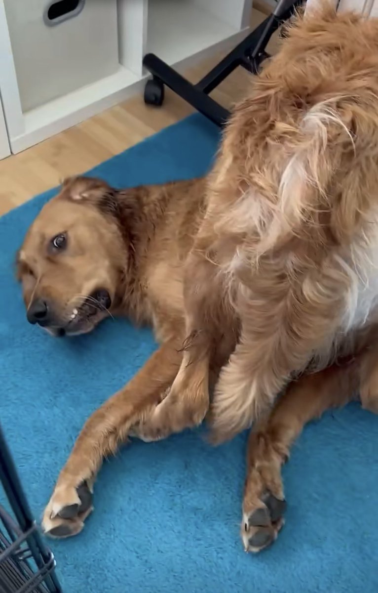 NachoCFry's tweet photo. Nacho’s floofy rump 
An appreciation post
He can’t control it 🥺 https://t.co/bjyJE89zIF