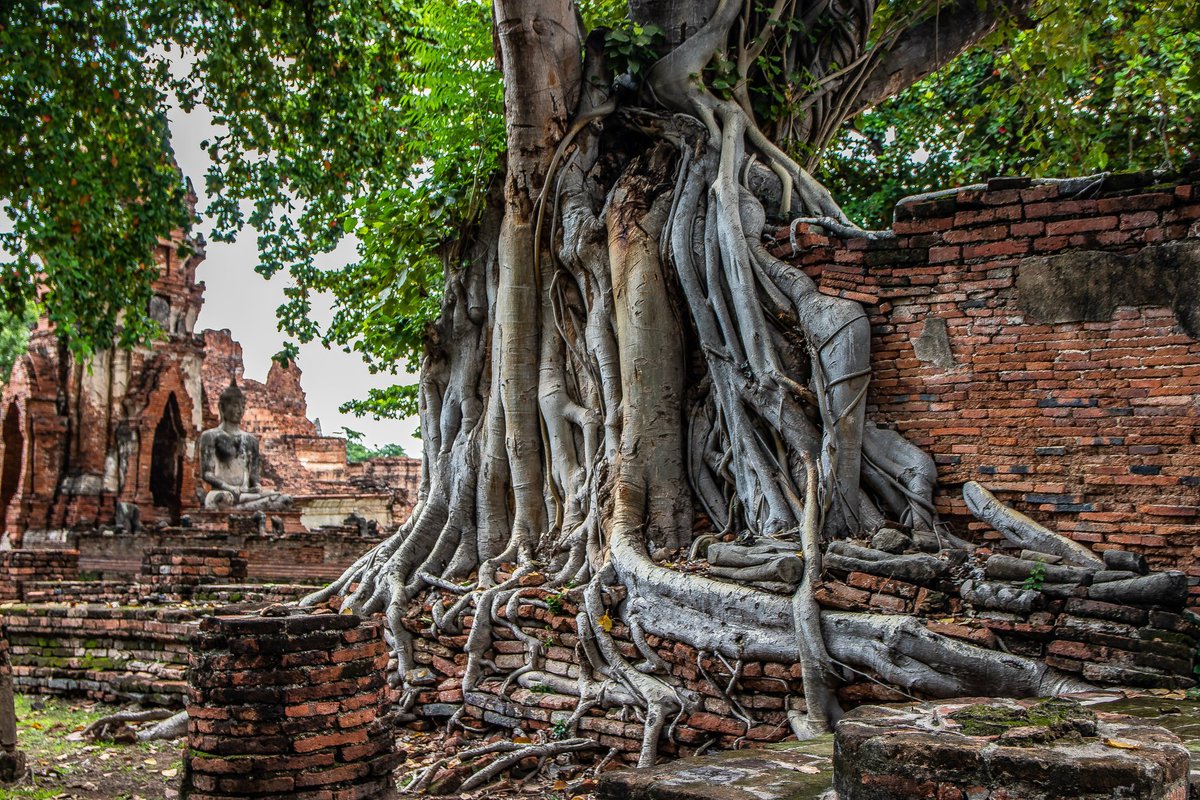 thailand-becausewecan.picfair.com/pics/013217389… The Roots of a Tree at the Thai Temple Wat Mahathat of Ayutthaya in Thailand Asia Stockphoto, commercial & advertising license Digital Download Professional Prints #ayutthaya #Thailand #thailandnews #Thai #NaturePhotography #BangkokPost #travel #trip