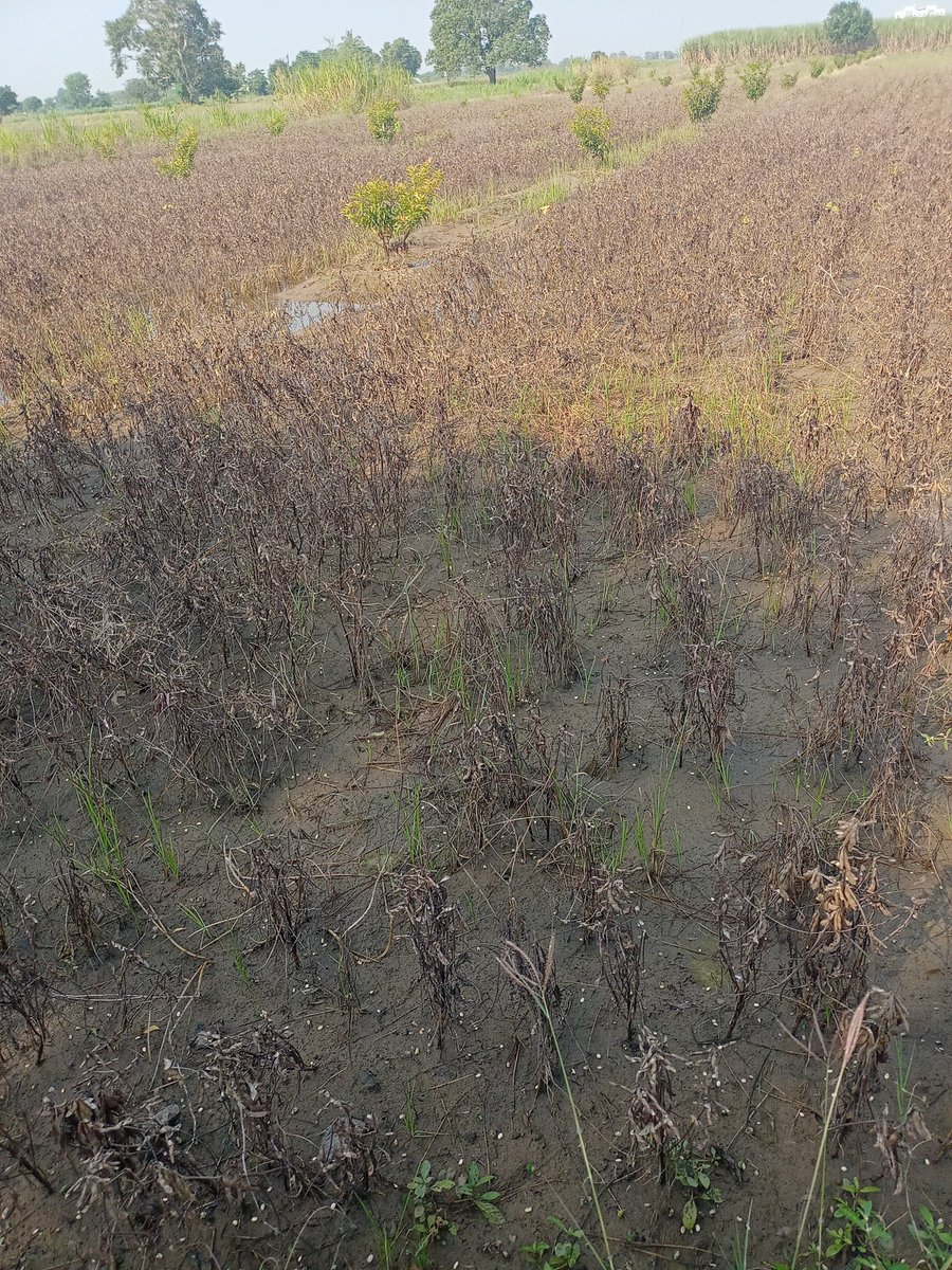 70% soybean crop damage in amadnager destrict Tal.kopargoe