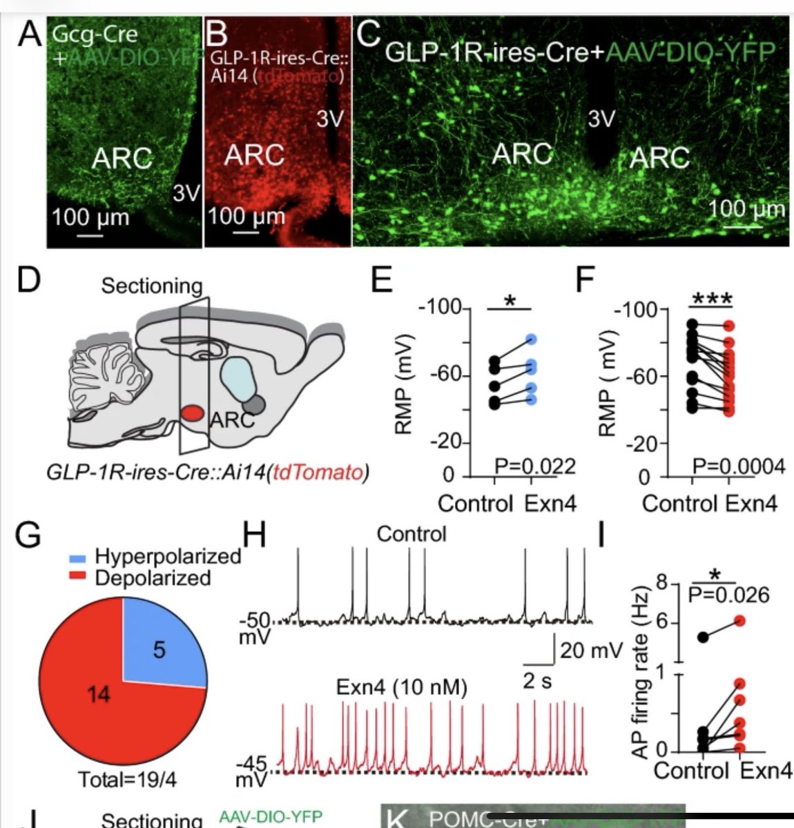 More data using mouse genetics implicates a role for the arcuate nucleus GLP-1R in the control of feeding link.springer.com/article/10.118…