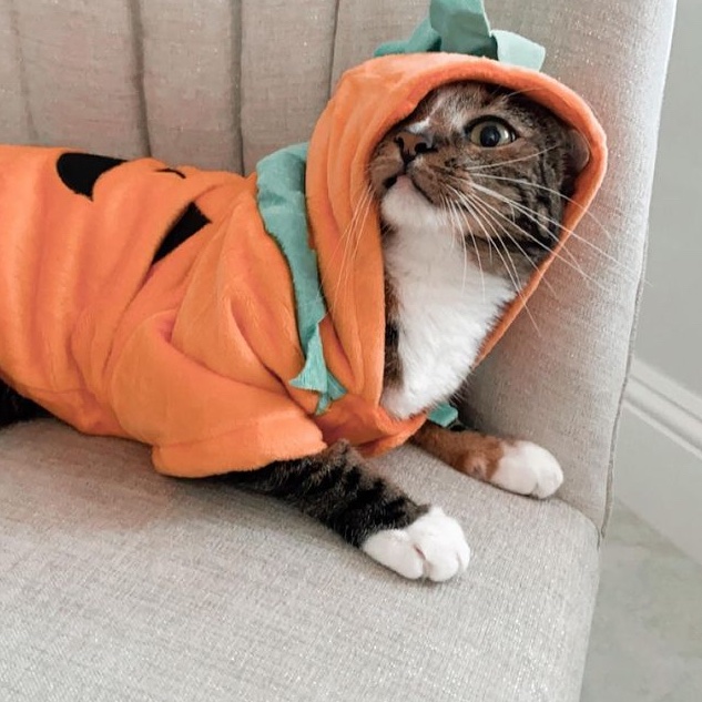 HOURLY_DWT's tweet photo. 🎃 Patch(es) https://t.co/t1nCJx2Ype