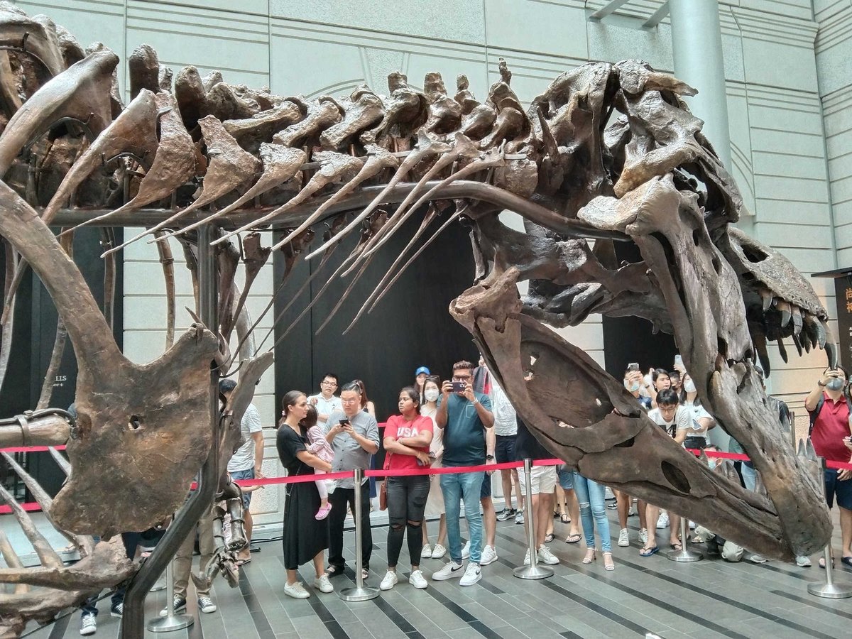 Close view on the massive skull of SHEN, the second extraordinary well preserved of Tyrannosaurus rex after STAN.