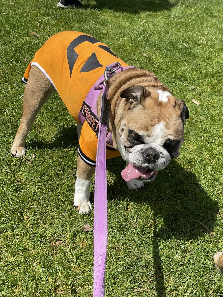 CraftBeerJay's tweet photo. Happy Bullyween! 🎃👻 #Halloween #bullyween https://t.co/66gRIWY3rt