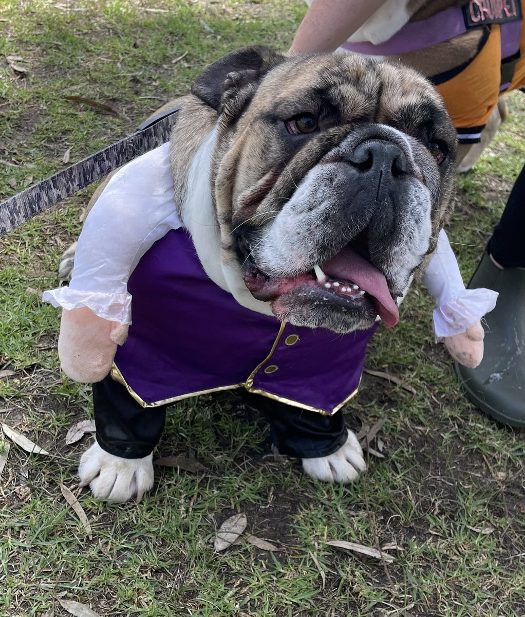 CraftBeerJay's tweet photo. Happy Bullyween! 🎃👻 #Halloween #bullyween https://t.co/66gRIWY3rt
