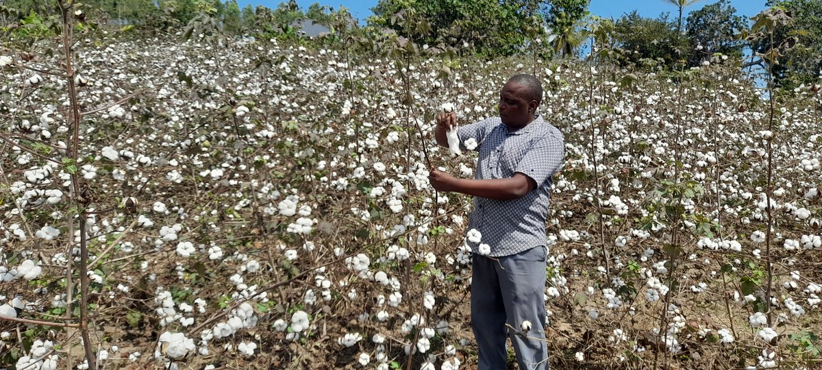 The Kwale Cotton Project supported by Base Titanium...
#Changinglives #Cotton #Big4agenda #Agriculture #Mining