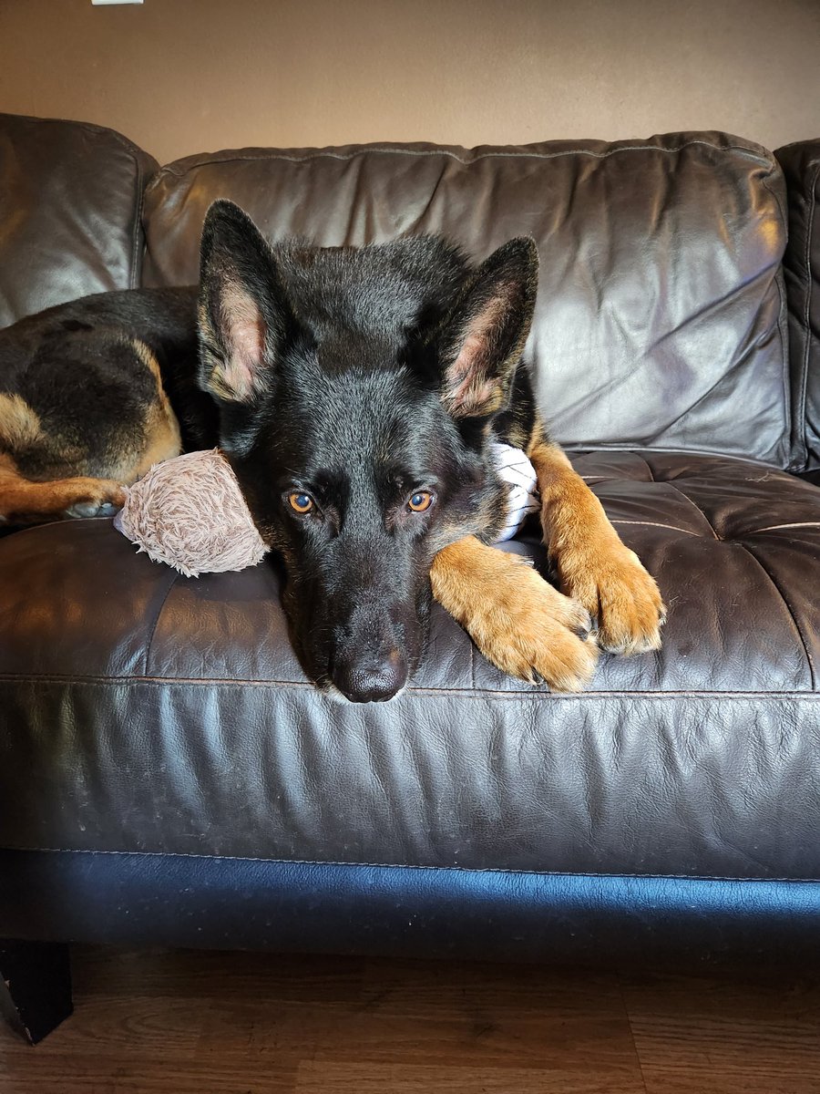 DocStepp's tweet photo. Tough life https://t.co/l9Hmi0k0VX