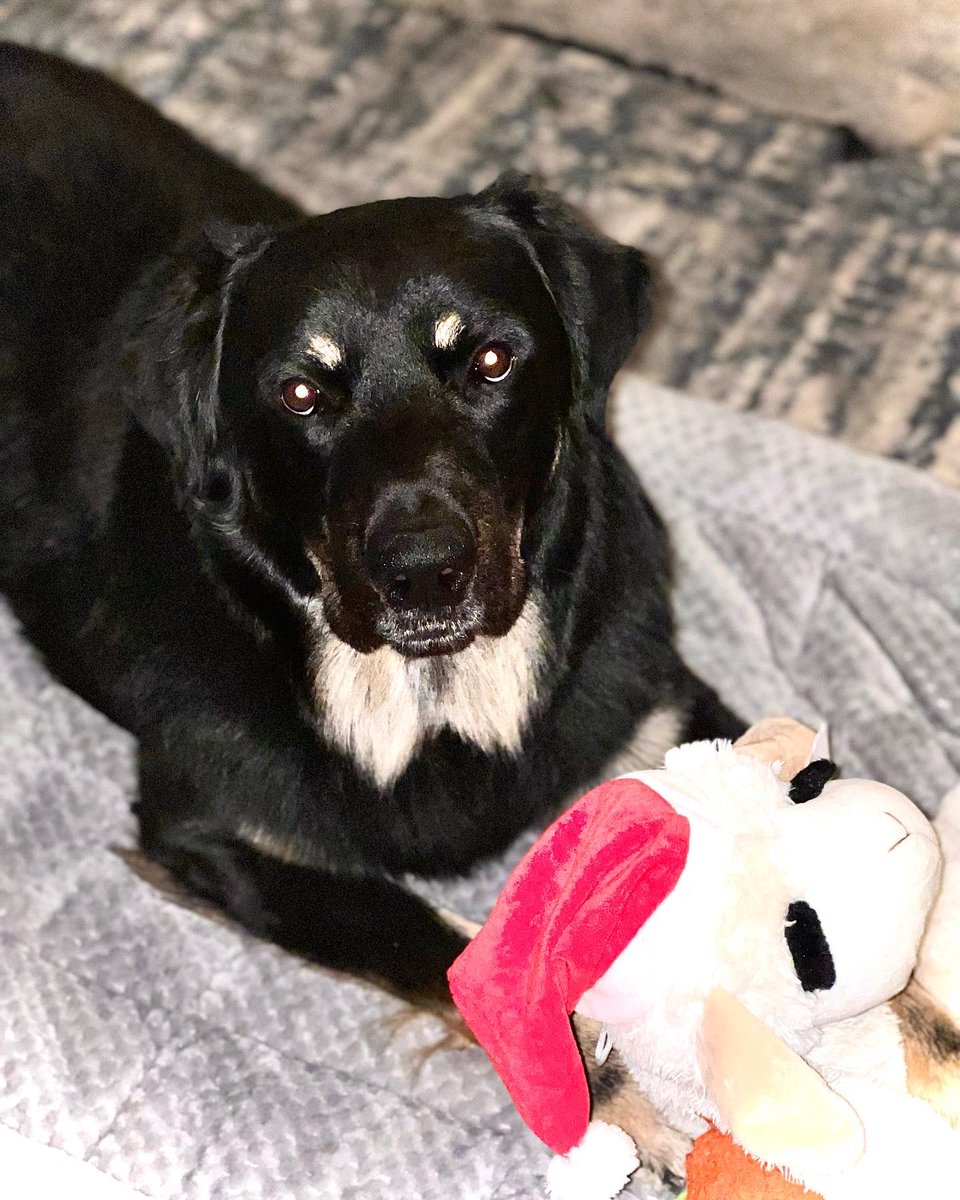 ÆGON is 2 today! Last year I was in the hospital while he had his 1st so I’m blessed to be able to spend this one with him! 🙏☺️🐕‍🦺