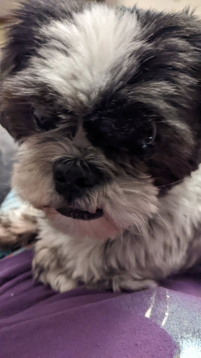 BrownsFanGurl tweet media