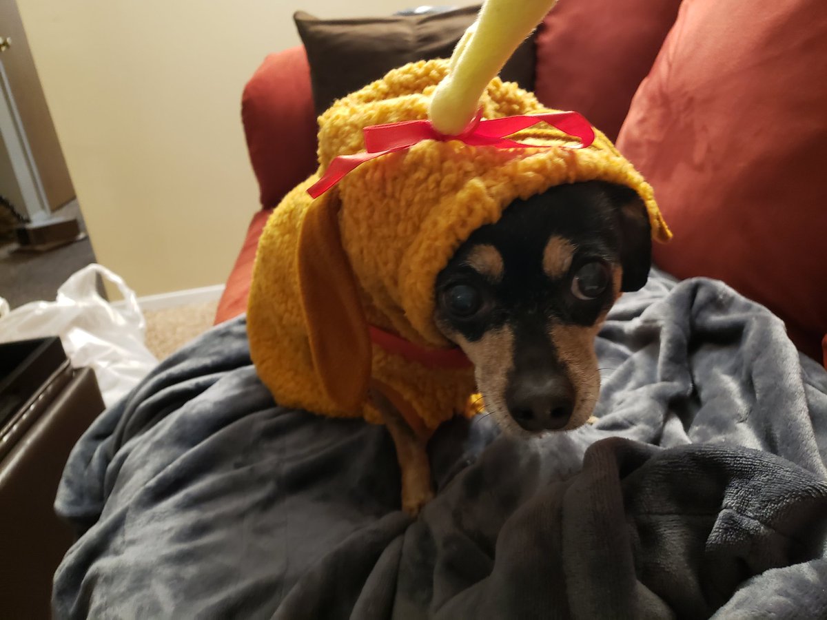 lexiemurphy's tweet photo. I bought Missy a Max costume for the holidays. She looks thrilled! https://t.co/CD0bLJBypE