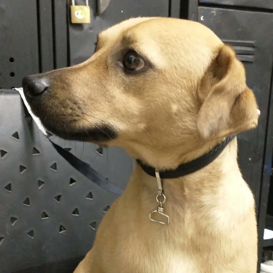 Este perrito llegó a la zona de comidas de la  etapa 1 del centro comercial aproximadamente a las 5:00 p.m. Si tienes alguna información o conoces a sus dueños puedes comunicarte a este número 3017599964

Por lo pronto le cuidaremos.Agradecemos compartir esta publicación.