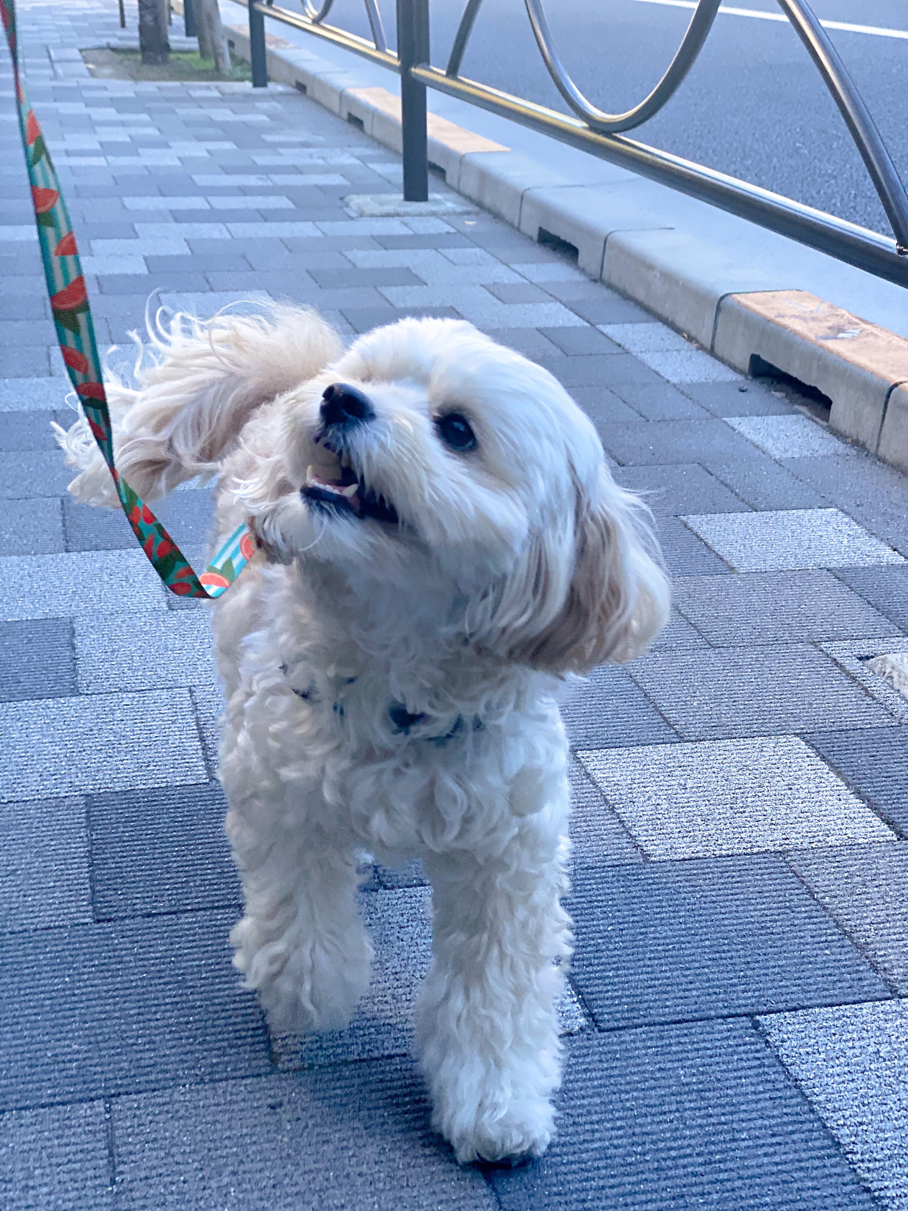 凛々しい犬 Dog0s3roja2at2e Twitter