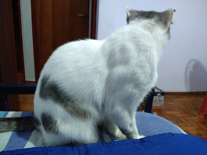 Miren los buenos genes que tiene mi Robin! Todo fibra 💜 El michi mas poronga de la cuadra ! https://t<a href="/tag/anime"class="tags"><span>#anime</span></a><a href="/tag/manga"class="tags"><span>#manga</span></a><a href="/tag/domingo"class="tags"><span>#domingo</span></a><a href="/tag/cuarteto"class="tags"><span>#cuarteto</span></a><a href="/tag/uzakichan"class="tags"><span>#uzakichan</span></a>