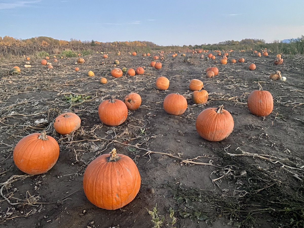 Monday October 31st is our last day of the season. We have apples and pumpkins to pick plus pies, cider and a variety of preserves.  Check out the farm market or go for a stroll. 

Happy Halloween!

#apples #farm #applepicking