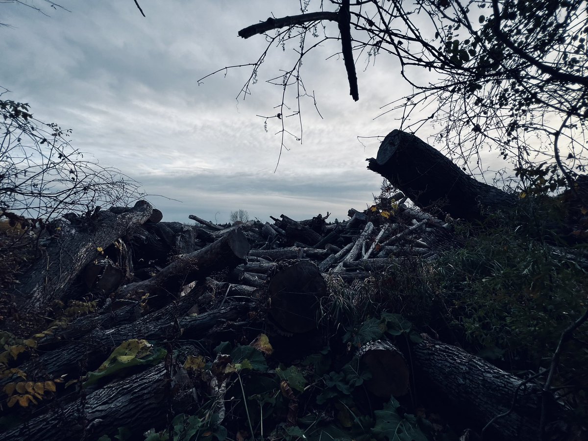 ekittel44's tweet photo. @clicks1222 A different view… #treegraveyard https://t.co/blVBXDf3E4