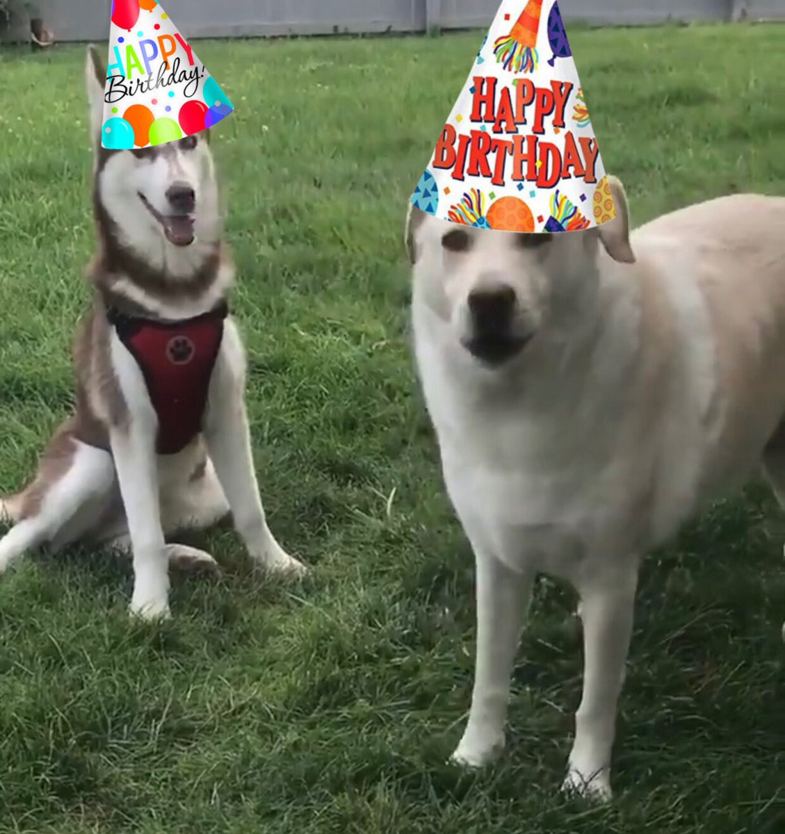 Paddlefoot & Malcolm tweet media