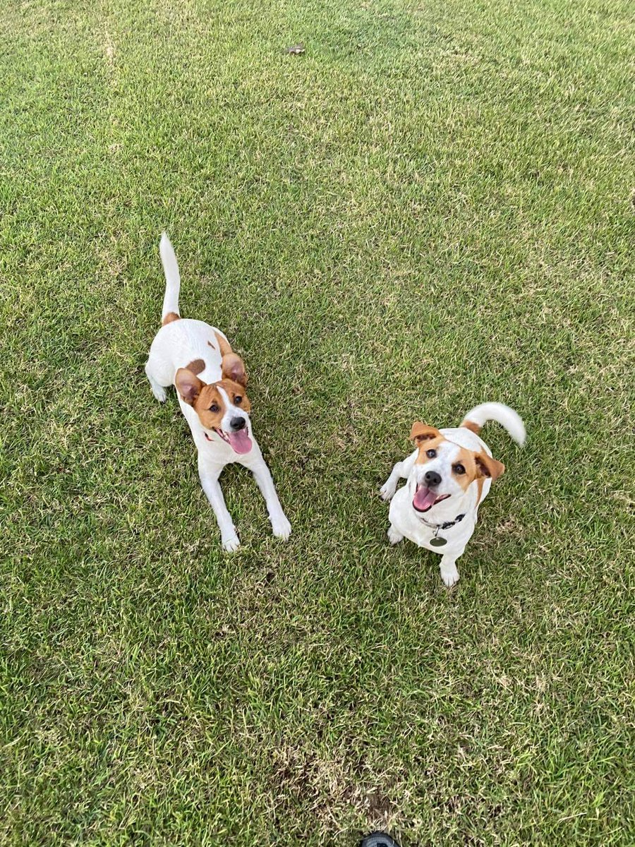 After indies passing I got jemmy on the right the other little devil is tucker my girl friends pet