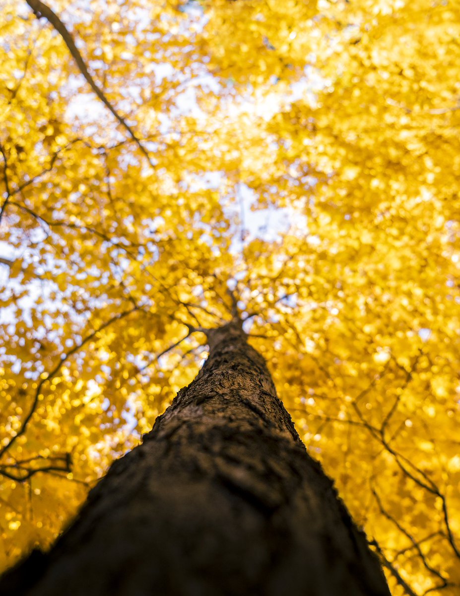 kolebasilio's tweet photo. Fall is in the Air https://t.co/POFwVy6NPg