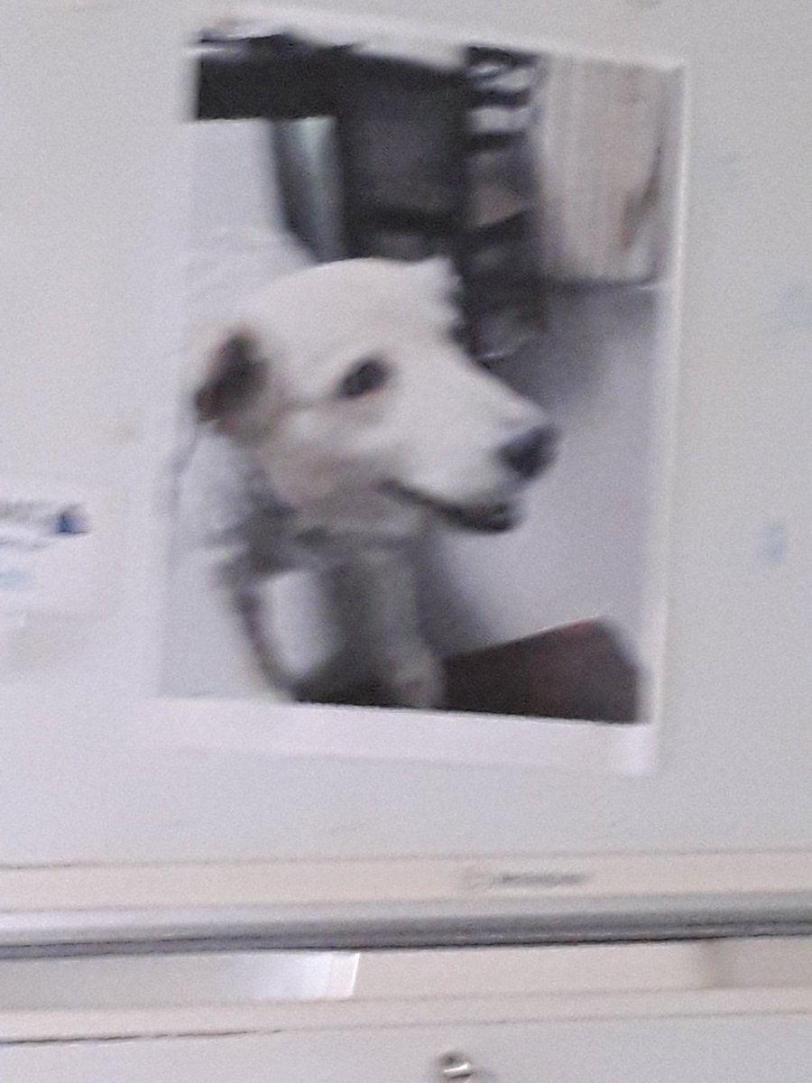 Indie gone but not forgotten I love you indie