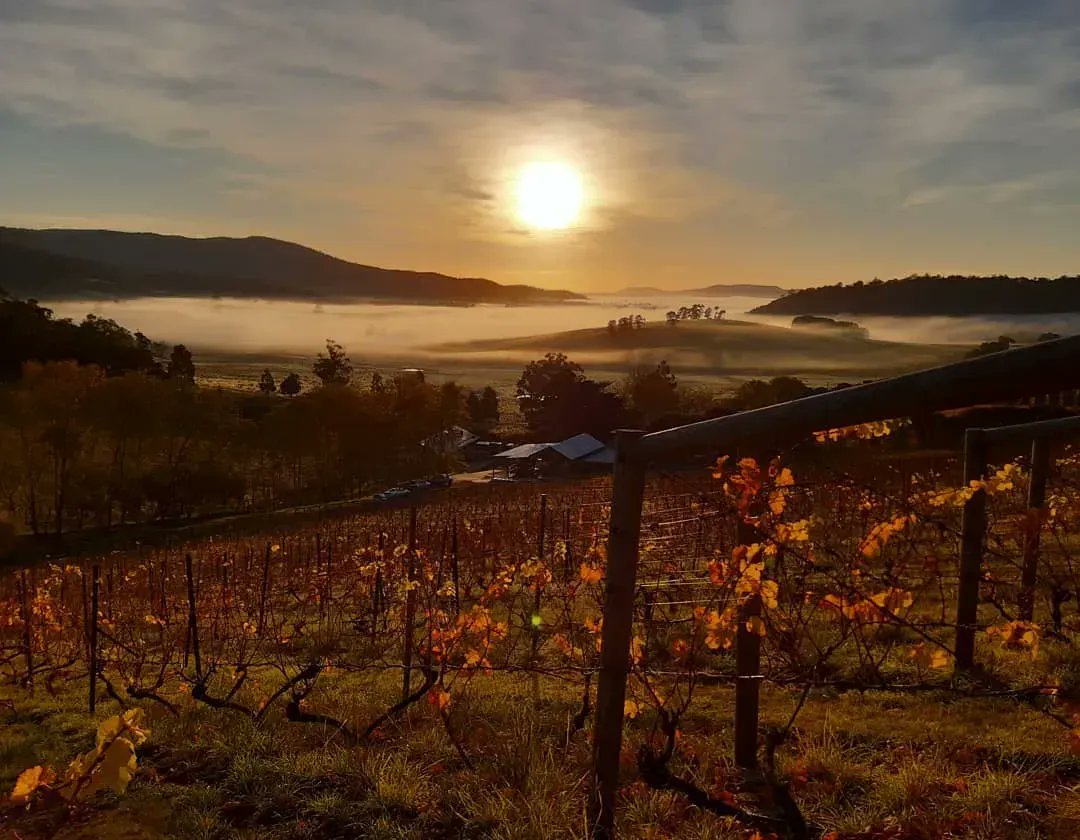 EastCoastTassie's tweet photo. Sunrise over the sloping hillsides of a small vineyard valley 🌄​🍇​🍷​ 
📷 @freycinetvineyard ​📍 Tasman Hwy, Apslawn #eastcoasttasmania #greateasterndrive #seeaustralia #amazing_australia #holidayherethisyear #exploringaustralia #destinationearth #tasmania #eastcoastshines https://t.co/FchCmkv4EE