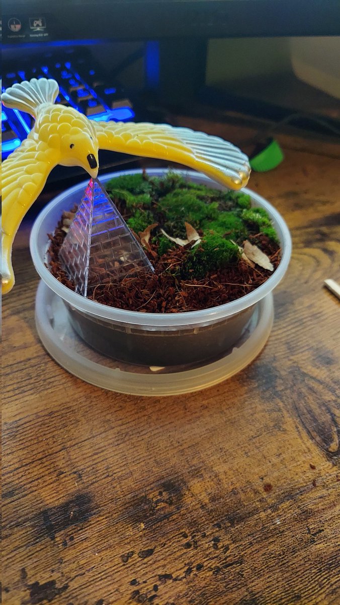 IAmNemode's tweet photo. #moss https://t.co/MjoI6HiKfJ