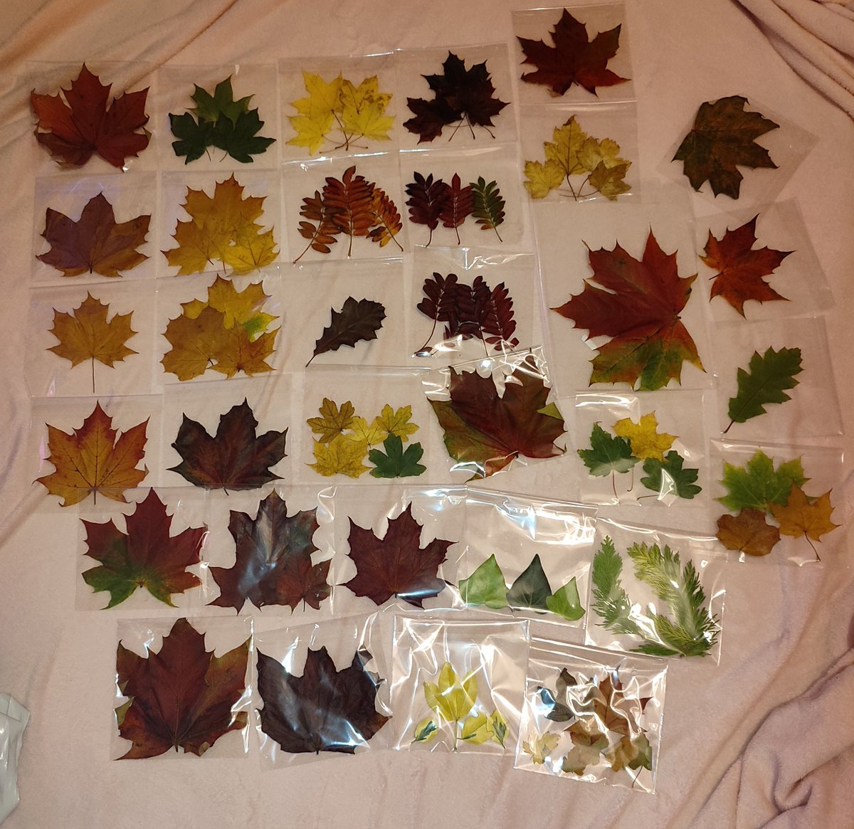 Geethu Sudheesh tweet media