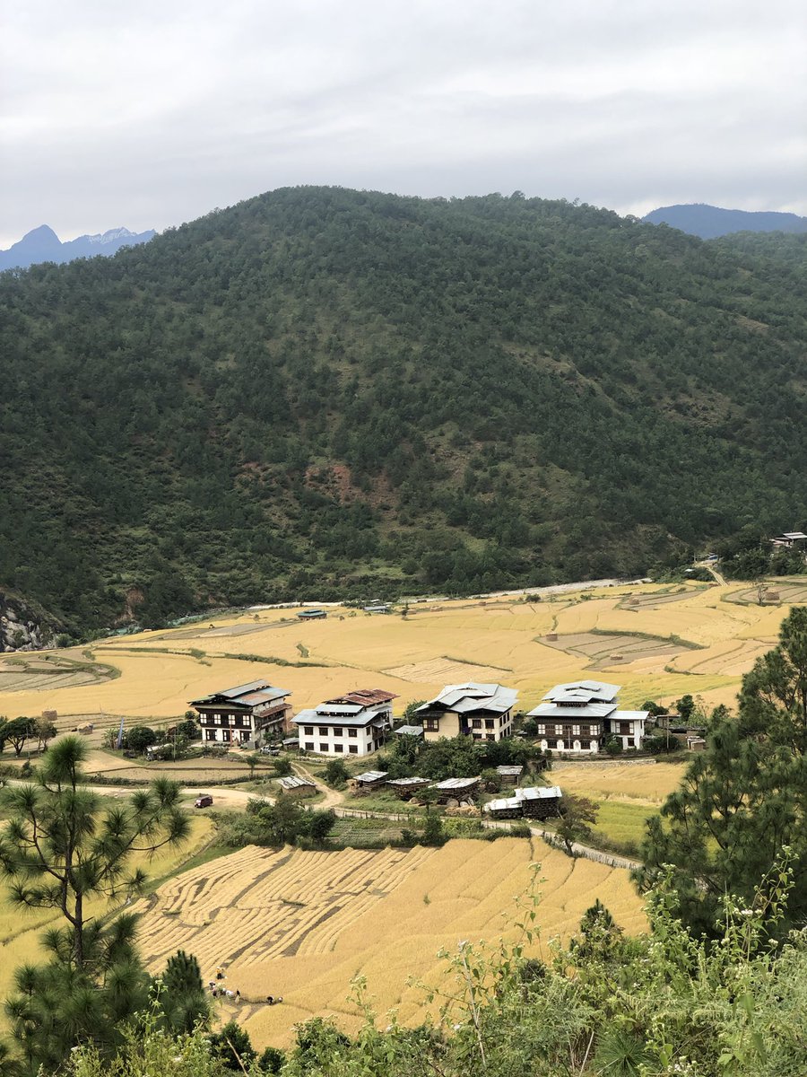 _yangtsho's tweet photo. Paddy harvest 🍂 #harvest2022 #AutumnVibes #beautifulbhutan https://t.co/NRXXoFQMD4