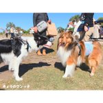 ツイートに含まれる画像