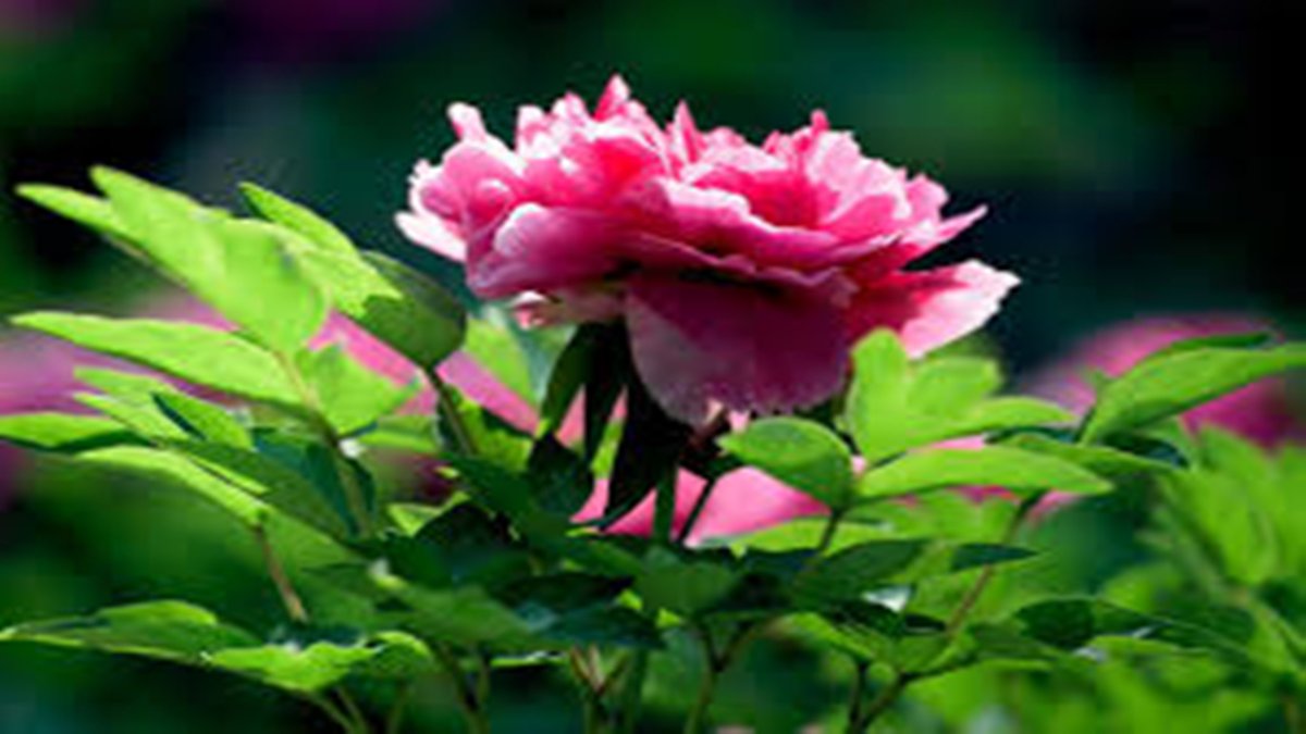 Cricketword62's tweet photo. peony https://t.co/5qYdYTrabX