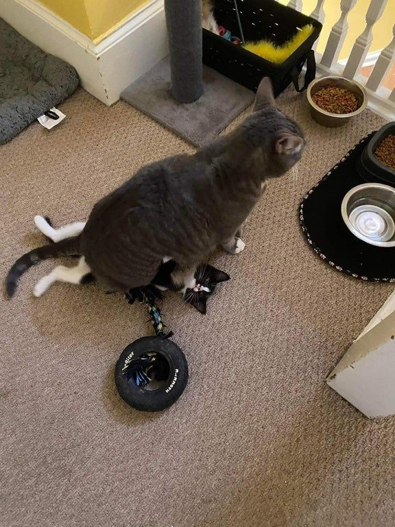 DontShowYourCat's tweet photo. pinned https://t.co/kUJf5ehqfK