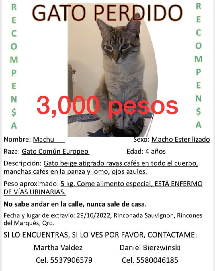 Rinc_DelMarques's tweet photo. 📍 Vecinos de @Rinc_DelMarques #RinconesdelMarques
BUSCAN A MACHU. FAVOR DE DAR RT 🙏 https://t.co/m7CFo2fV8r