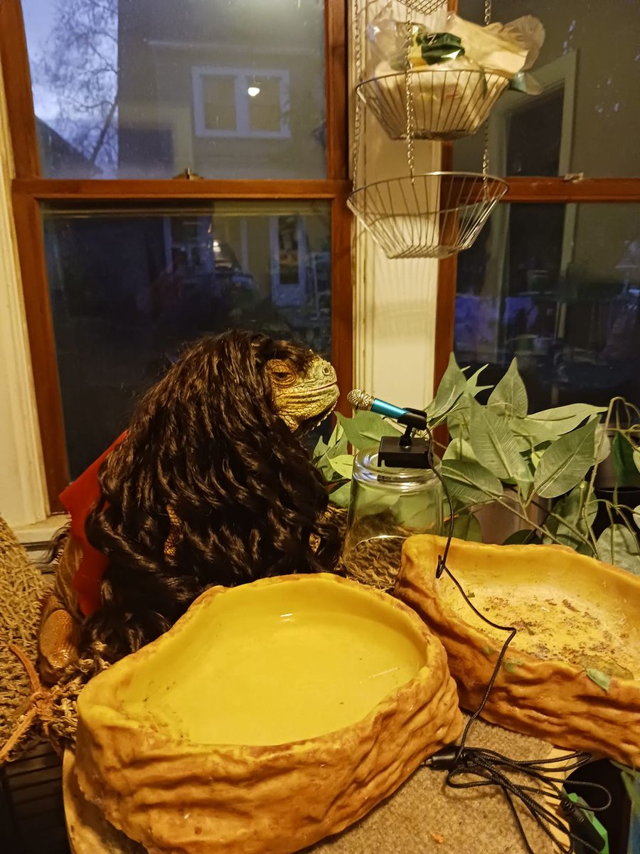My iguana, Megyn, dressed up as Megan Thee Stallion for Halloween! (Okay, I dressed her up.) Everyone welcome Megyn Thee Iguana! @theestallion