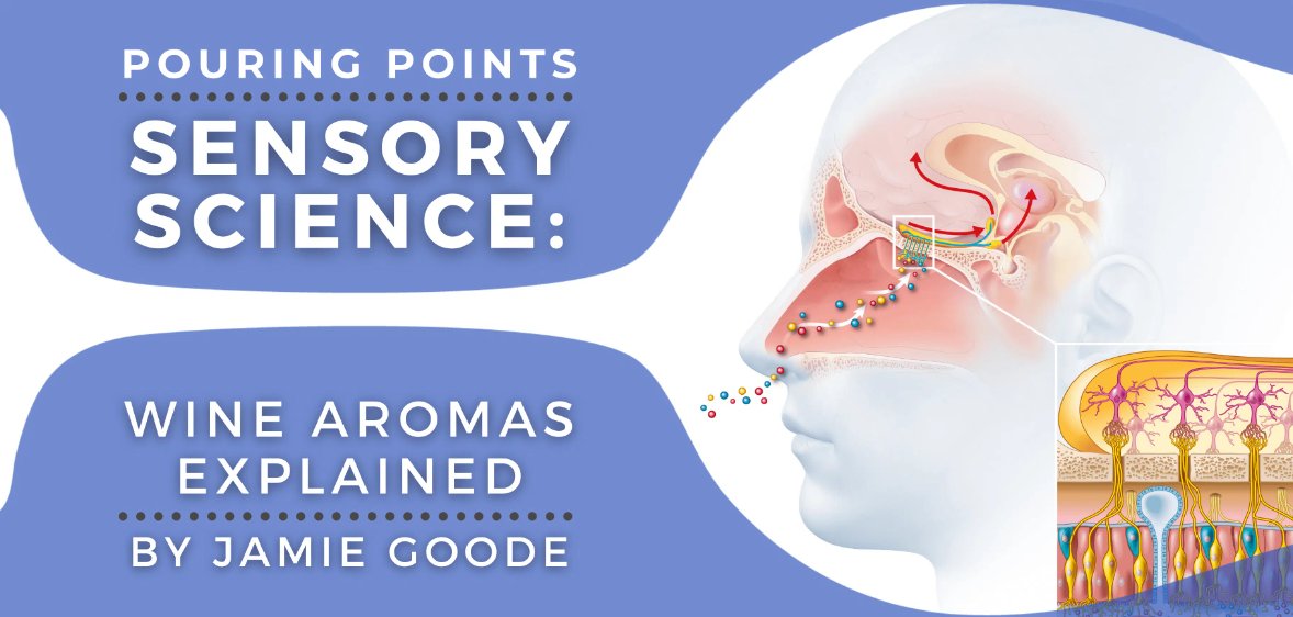 National Grape Research Alliance (@graperesearch) on Twitter photo In this @NapaWineAcademy article, <a href="/jamiegoode/">Jamie Goode</a> breaks down #sensoryscience. He explains that, of the 800 to 1,000 #aromaticcompounds found in #wine, not all are smellable. But they may still affect your nose--er, #retronasalolfaction. #graperesearch bit.ly/3gQfQON In this @NapaWineAcademy article, <a href="/jamiegoode/">Jamie Goode</a> breaks down #sensoryscience. He explains that, of the 800 to 1,000 #aromaticcompounds found in #wine, not all are smellable. But they may still affect your nose--er, #retronasalolfaction. #graperesearch bit.ly/3gQfQON