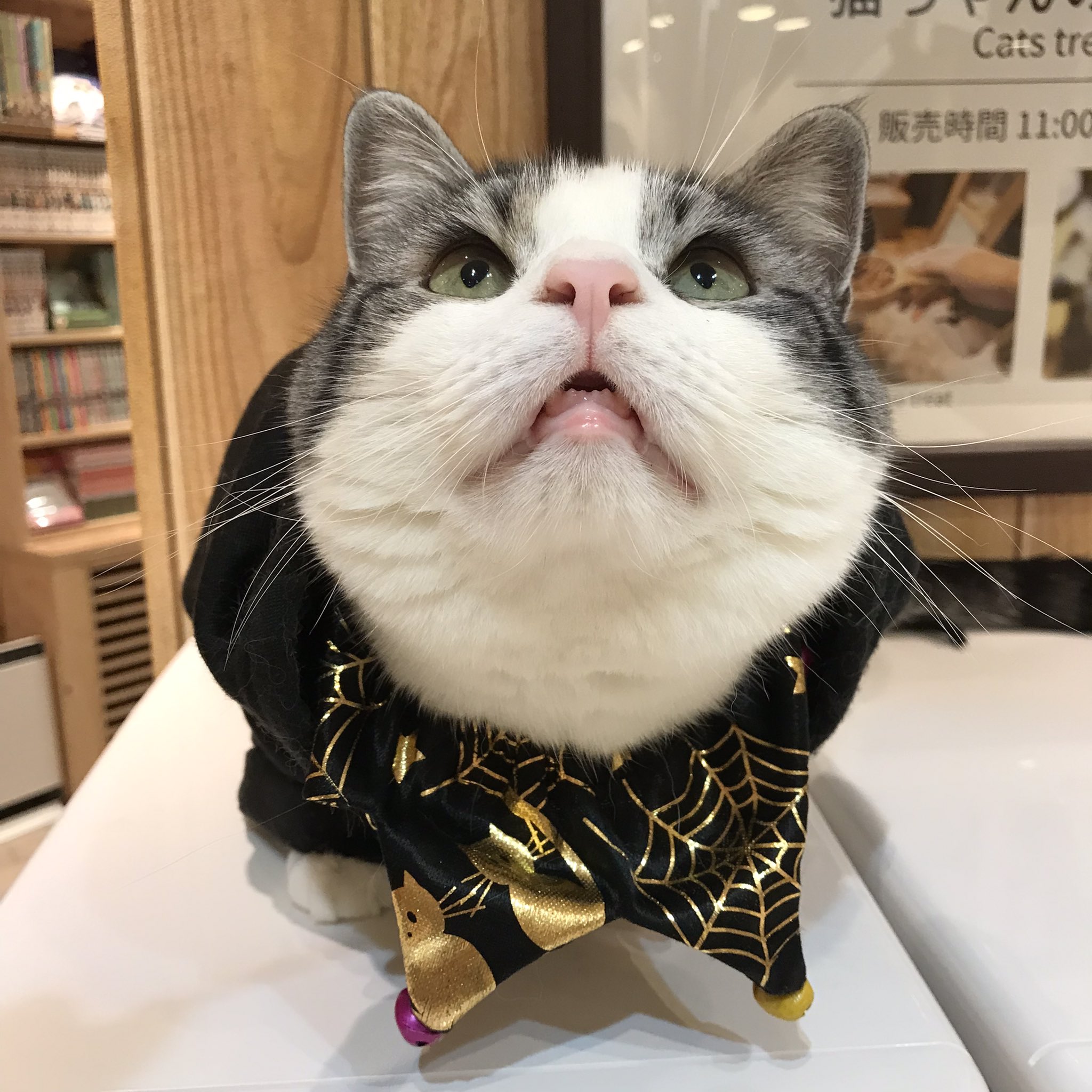猫カフェmocha 宮崎橘通店 Mocha Miyazaki Twitter